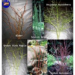 Branch Assortment 120 Fresh Cut Stems SORRY OUT OF SEASON